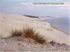 France_Dune_de_Pila.jpg (23129 bytes)